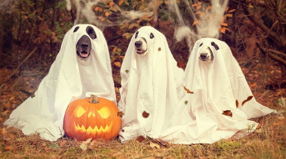 halloween-